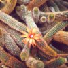 cleisocactus_winteri